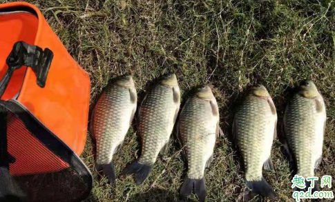 钓鱼忘带抄网怎么办 钓鱼不用抄网不可以吗