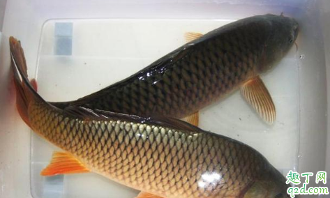 野生鲤鱼脱钩后多久才会吃 钓鱼线粗跟走漂有关吗