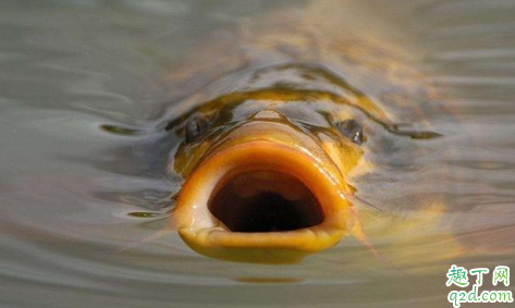 野生鲤鱼脱钩后多久才会吃 钓鱼线粗跟走漂有关吗