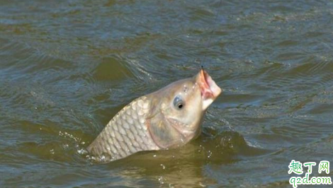 五到十五度的气温还适合钓鲤鱼吗 低温度钓鲤鱼的技巧