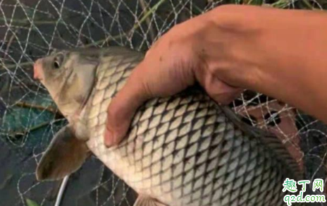 五到十五度的气温还适合钓鲤鱼吗 低温度钓鲤鱼的技巧