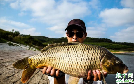 五到十五度的气温还适合钓鲤鱼吗 低温度钓鲤鱼的技巧