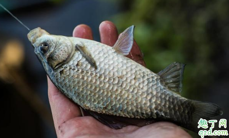 冬季钓鱼总是钓不到怎么回事 冬天钓鱼怎么让鱼儿上钩