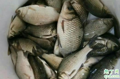 冬季钓鱼总是钓不到怎么回事 冬天钓鱼怎么让鱼儿上钩