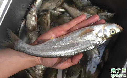 钓鱼一定需要使用小药吗 钓鱼什么时候用小药比较好