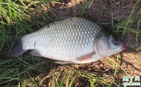 钓鱼一定需要使用小药吗 钓鱼什么时候用小药比较好