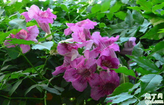 凌霄花为啥老不开花 凌霄花老不开花怎么补救