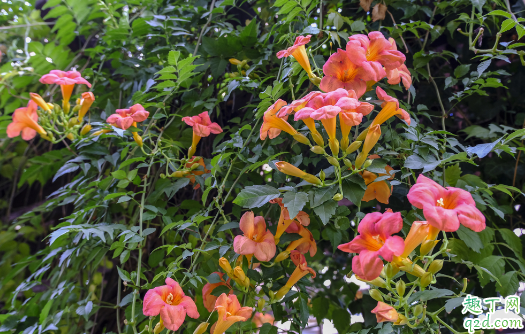 凌霄花扦插几年可以开花 凌霄花什么时候扦插成活率最高