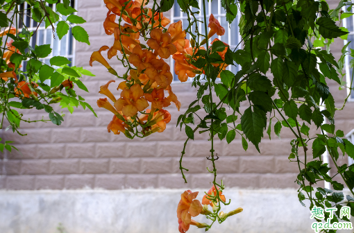 凌霄花扦插几年可以开花 凌霄花什么时候扦插成活率最高