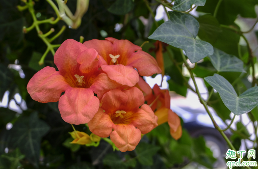 凌霄花扦插几年可以开花 凌霄花什么时候扦插成活率最高