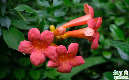 凌霄花容易养活不 凌霄花种植需注意哪些事项