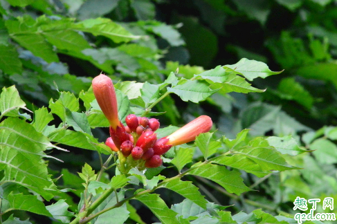 凌霄花耐不耐寒吗 凌霄花在东北怎么过冬