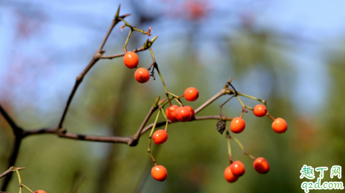 南天竹什么时候结果 南天竹不结果是什么原因