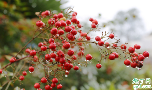 南天竹什么时候结果 南天竹不结果是什么原因