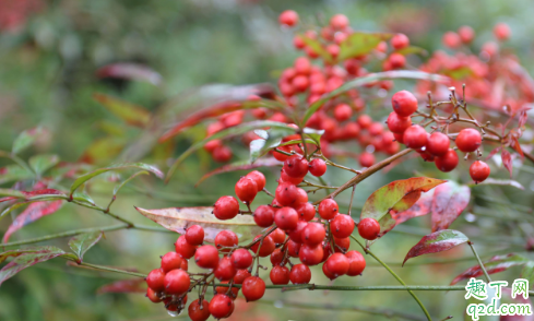 南天竹什么时候结果 南天竹不结果是什么原因