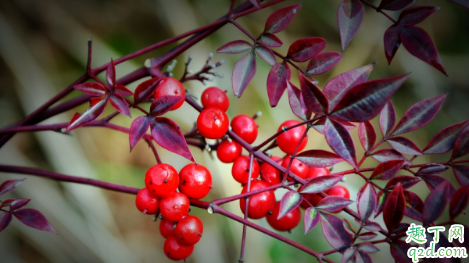 南天竹盆栽新叶发黄是怎么回事 南天竹盆栽新叶发黄怎么补救