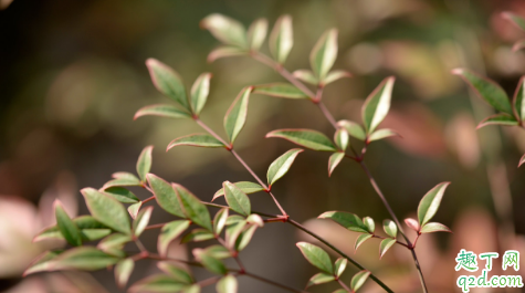 南天竹盆栽新叶发黄是怎么回事 南天竹盆栽新叶发黄怎么补救