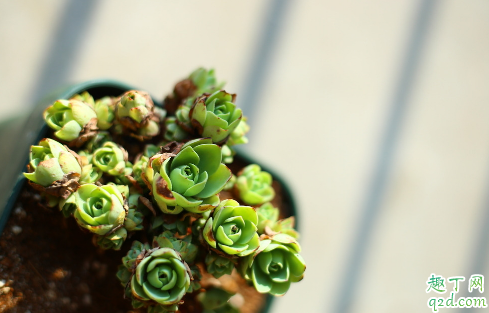 山地玫瑰开花后会结种子吗 多肉山地玫瑰怎么繁殖