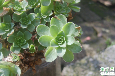 山地玫瑰开花后会结种子吗 多肉山地玫瑰怎么繁殖
