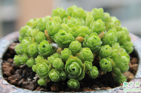 山地玫瑰休眠期怎么养护 山地玫瑰几月份结束休眠期