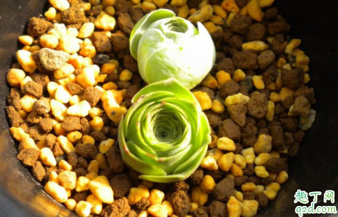 山地玫瑰休眠期怎么养护 山地玫瑰几月份结束休眠期