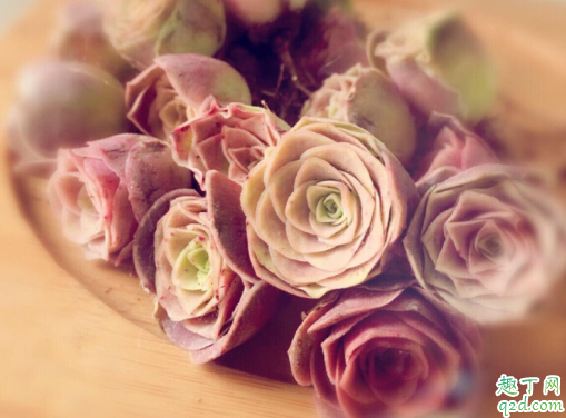 山地玫瑰可以闷养吗 山地玫瑰怎么样服盆快