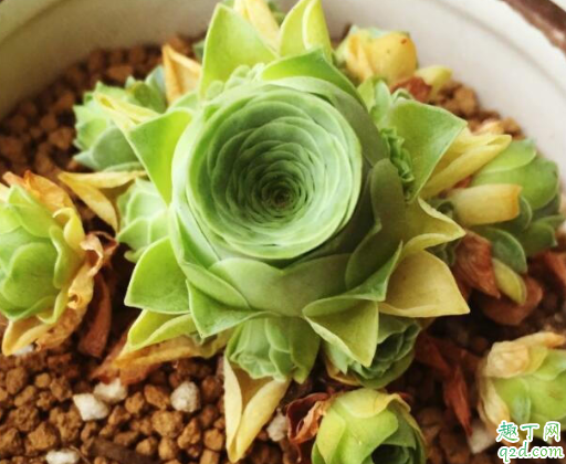 山地玫瑰可以闷养吗 山地玫瑰怎么样服盆快