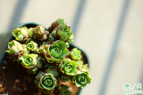 ?多肉山地玫瑰什么时候换盆好 网购山地玫瑰怎么上盆