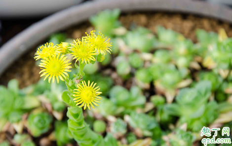 ?多肉山地玫瑰什么时候换盆好 网购山地玫瑰怎么上盆