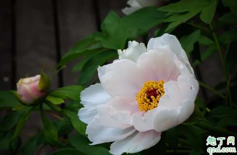 牡丹花啥时候扦插好 牡丹花怎么扦插成活率高