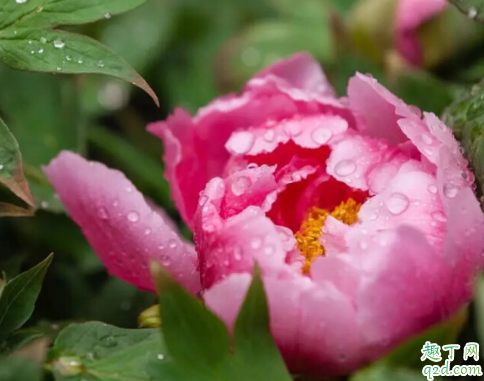 牡丹花啥时候扦插好 牡丹花怎么扦插成活率高