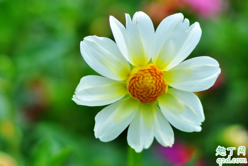盆栽小丽花一年开几次 小丽花花期是什么时候