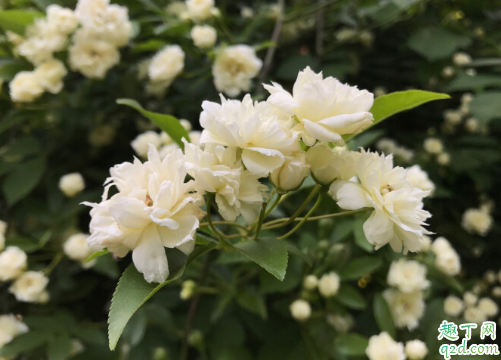 木香花叶面老喷水好吗 木香花怎么浇水长得好