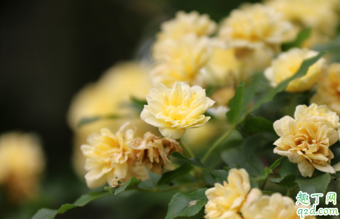 木香花好养活不 木香花怎样养花开旺盛