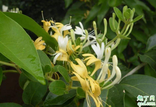 金银花几月移栽上盆好 金银花移栽后怎么养护长得旺盛