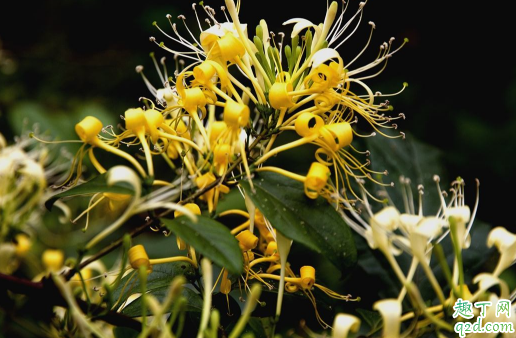 金银花几月移栽上盆好 金银花移栽后怎么养护长得旺盛