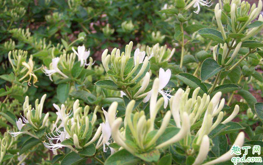 金银花几月移栽上盆好 金银花移栽后怎么养护长得旺盛