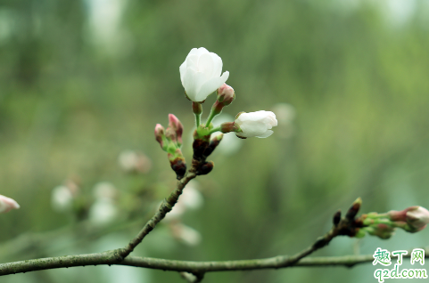 海棠花只长叶不开花正常吗 海棠花老不开花怎么解决