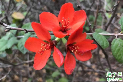 养花花盆越大越好吗 养花哪些盆不能用