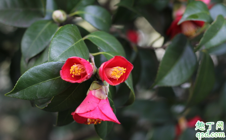 养花花盆越大越好吗 养花哪些盆不能用