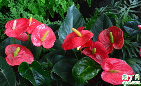 红掌能不能养在卧室里 红掌露天养怎么样