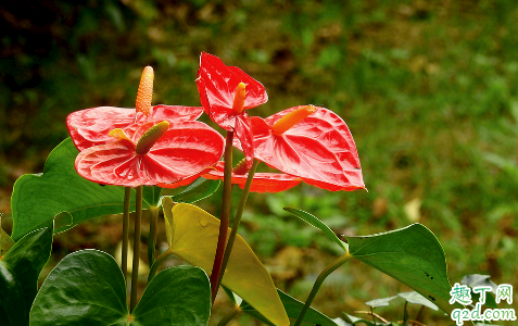 红掌好养吗 水培红掌如何栽种