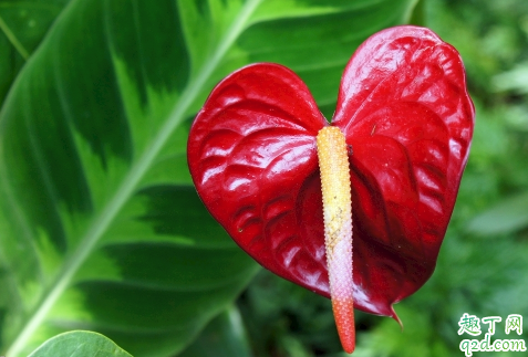 红掌耐不耐寒 冬天用什么给红掌保暖