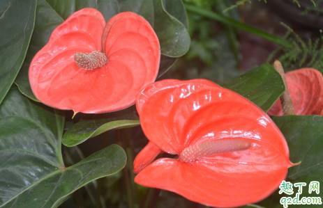 红掌耐不耐寒 冬天用什么给红掌保暖
