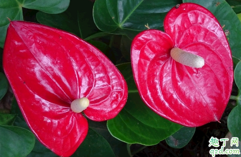 红掌耐不耐寒 冬天用什么给红掌保暖