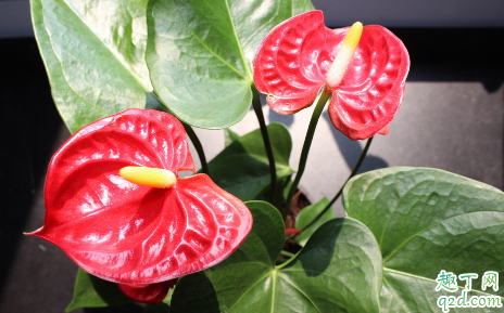 红掌啥老不开花 红掌花怎样养才能快速爆盆