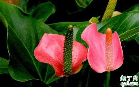 红掌啥老不开花 红掌花怎样养才能快速爆盆