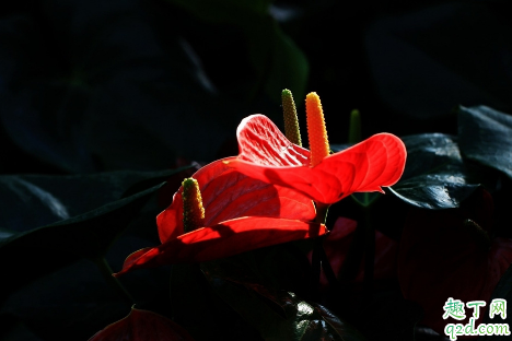 红掌和仙客来哪个好养 冬季养红掌哪些是要注意的