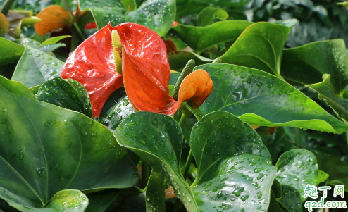 红掌不能往花上喷水吗 红掌怎么浇水合适
