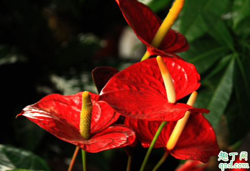 红掌不能往花上喷水吗 红掌怎么浇水合适
